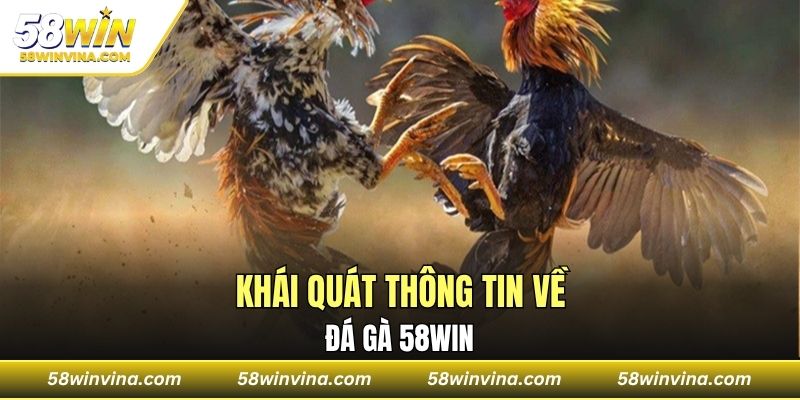 Khái quát thông tin về đá gà 58WIN
