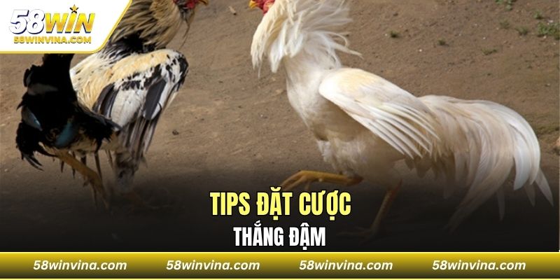 Tips đặt cược thắng đậm