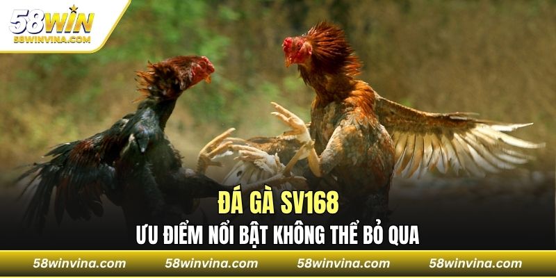 Ưu điểm nổi bật không thể bỏ qua của đá gà sv168